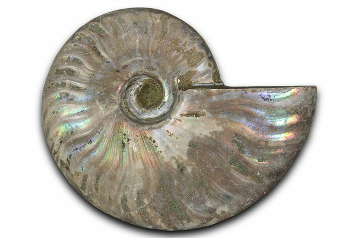 Silver Iridescent Ammonite (Cleoniceras) Fossil - Madagascar #346731